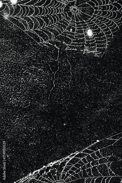 Fototapeta Spider web isolated on black grunge background. Cobweb frame. Halloween party. Texture of spider web. Halloween decoration. Gothic style	