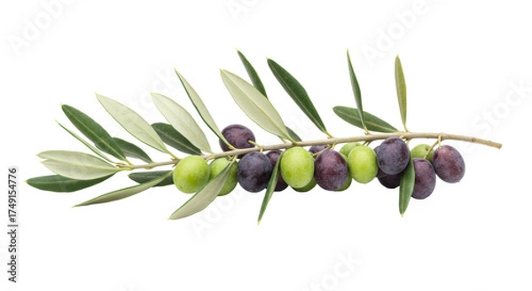 Fototapeta A vibrant olive tree branch laden with green and purple-black ripe olives, bicolor leaves, and detailed brown bark, against a pristine transparent background with copy space, Concept of natural