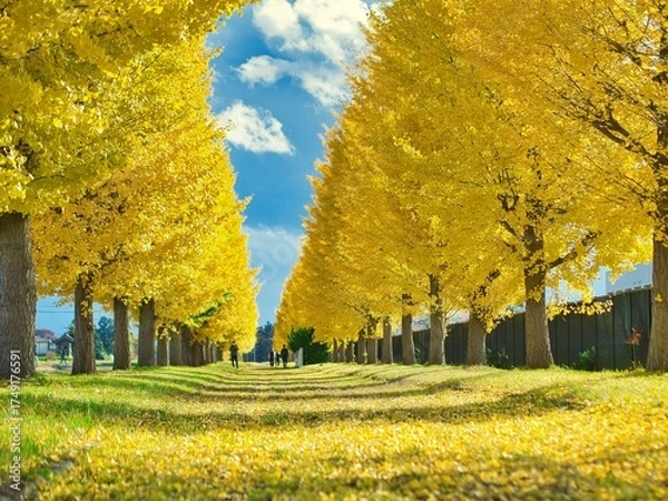 Fototapeta 銀杏並木