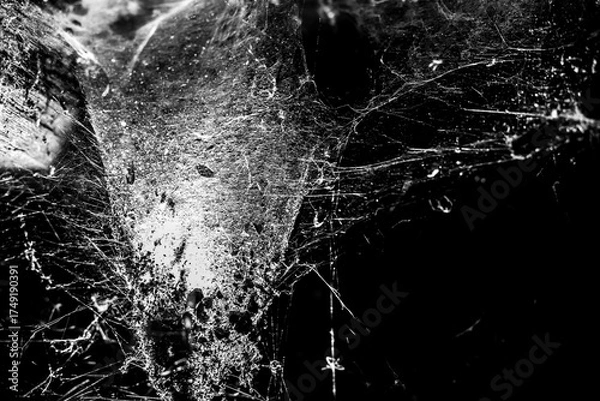Fototapeta spider web on a dark background