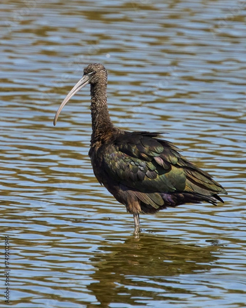 Obraz MORITOS EN EL AGUA