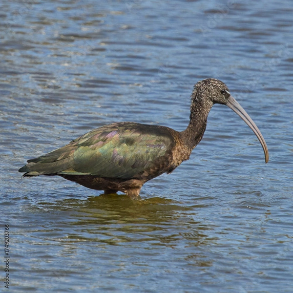 Obraz MORITOS EN EL AGUA