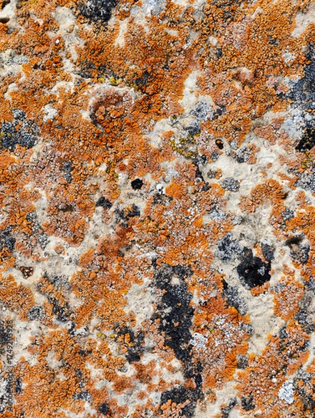 Fototapeta Close-up macro photo of Lichens on stone in Altai natural environment.
