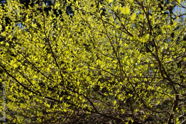 Obraz green leaves background