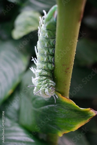 Obraz caterpillar on a leaf