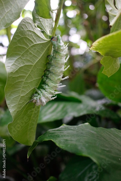Obraz caterpillar on leaf