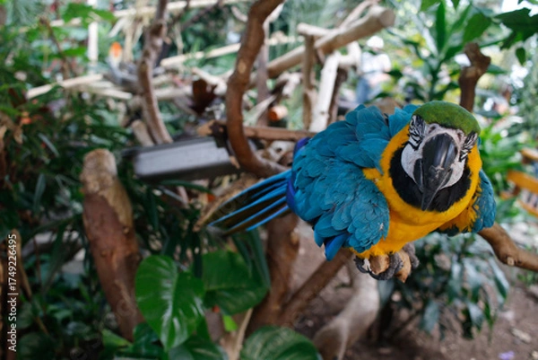 Obraz blue and yellow macaw