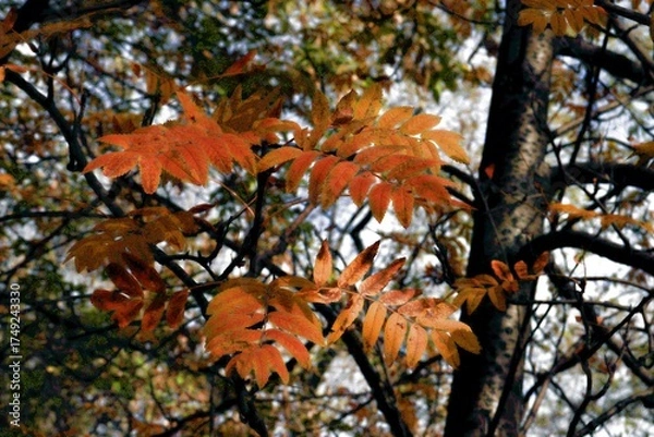 Obraz autumn in the forest