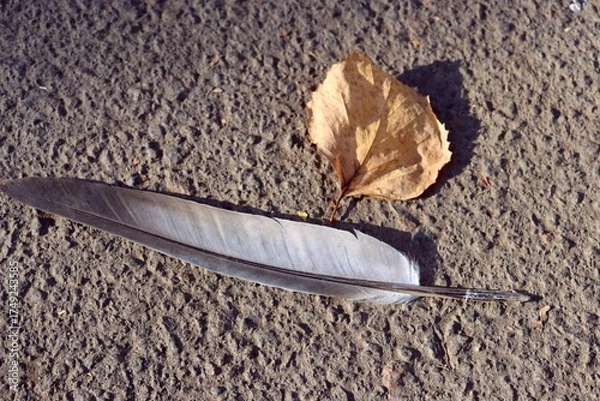 Obraz feather on the ground