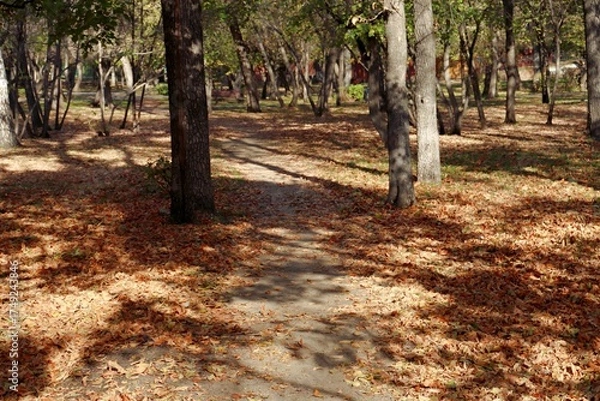 Obraz path in the woods