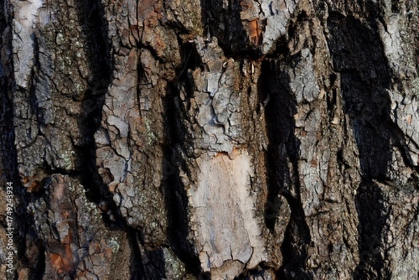 Fototapeta bark of a tree
