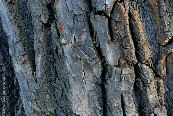 Obraz tree bark texture