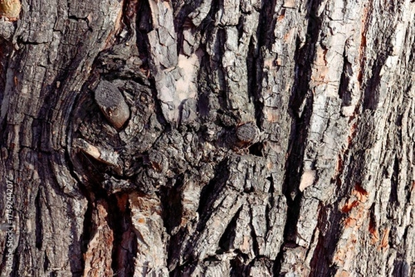 Fototapeta tree bark texture