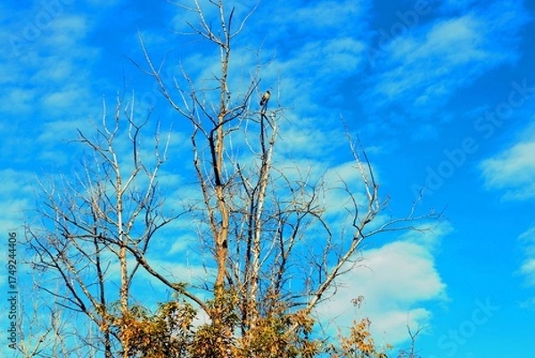 Fototapeta tree in the sky