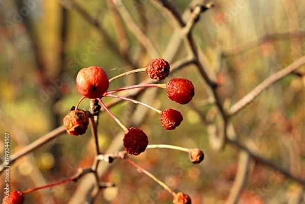 Obraz red berries in autumn