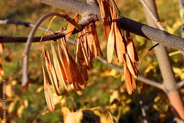 Obraz autumn leaves on a tree