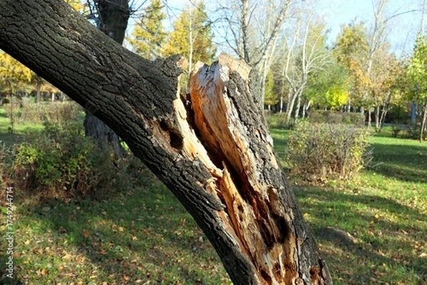 Obraz old tree trunk