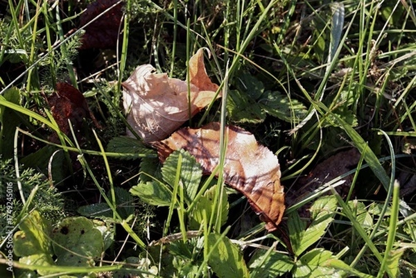 Fototapeta wild duck in the pond