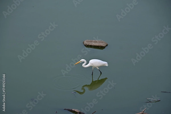 Fototapeta ダイサギ