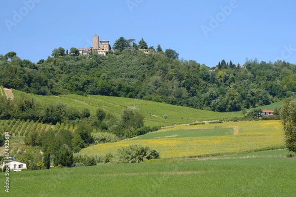 Fototapeta Landscape in Romagna at summer: vineyards