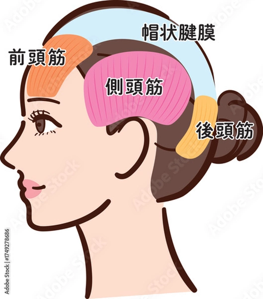 Fototapeta 若い女性の横顔　頭部の筋肉の図解イラスト（名称あり・カラフル）