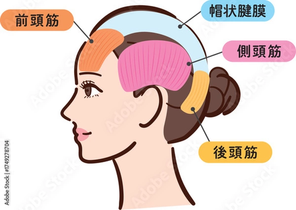 Fototapeta 若い女性の横顔　頭部の筋肉の図解イラスト（名称とライン付き・カラフル）