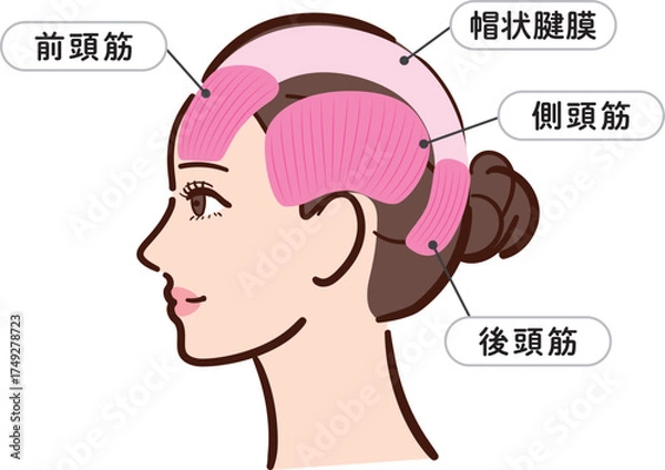 Fototapeta 若い女性の横顔　頭部の筋肉の図解イラスト（名称とライン付き）