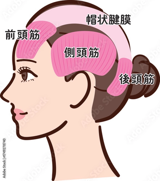 Fototapeta 若い女性の横顔　頭部の筋肉の図解イラスト（名称あり）