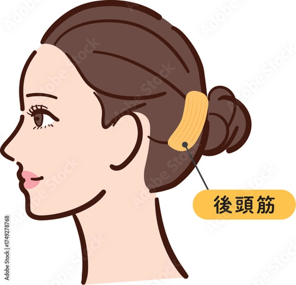 Fototapeta 若い女性の横顔　後頭筋の図解イラスト（名称とライン付き・カラフル）
