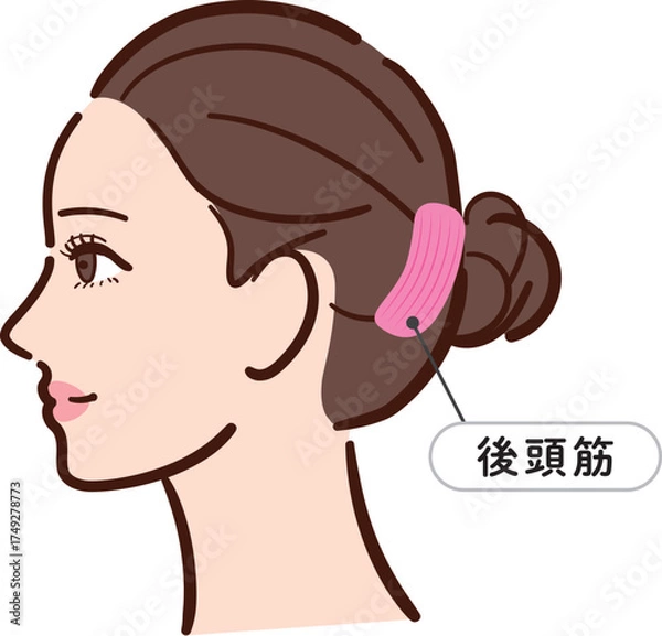 Fototapeta 若い女性の横顔　後頭筋の図解イラスト（名称とライン付き）