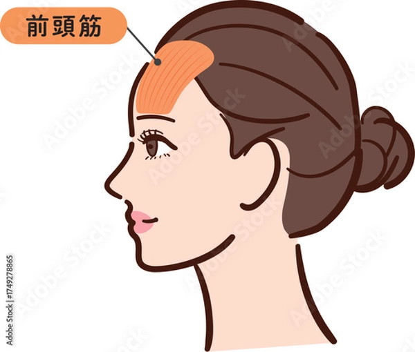 Fototapeta 若い女性の横顔　前頭筋の図解イラスト（名称とライン付き・カラフル）