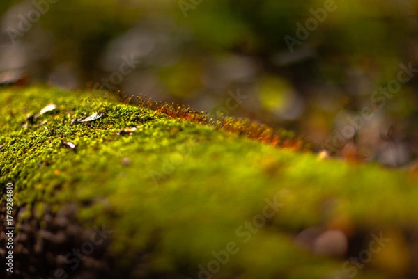 Obraz Las lipowy rezerwat Obrożyska w Muszynie jesienią.