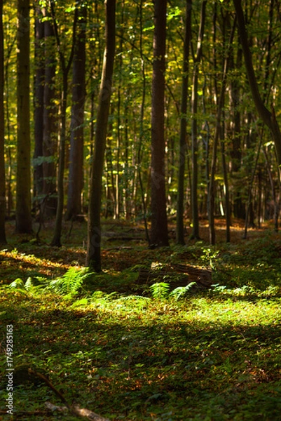 Obraz Las lipowy rezerwat Obrożyska w Muszynie jesienią.