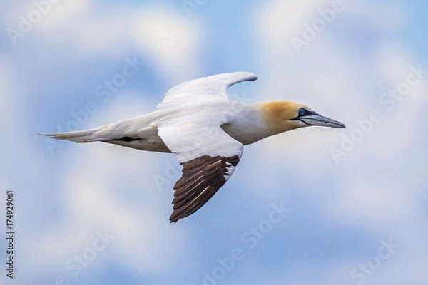 Fototapeta Northern gannet in flight against blue sky
