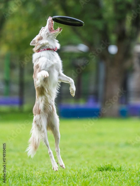 Fototapeta A dog runs and catches a Frisbee