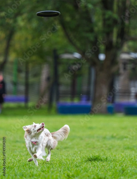 Fototapeta A dog runs and catches a Frisbee
