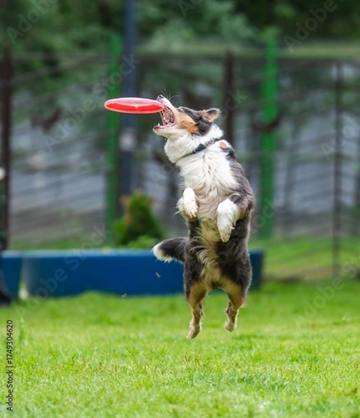 Fototapeta A dog runs and catches a Frisbee
