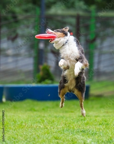 Fototapeta A dog runs and catches a Frisbee