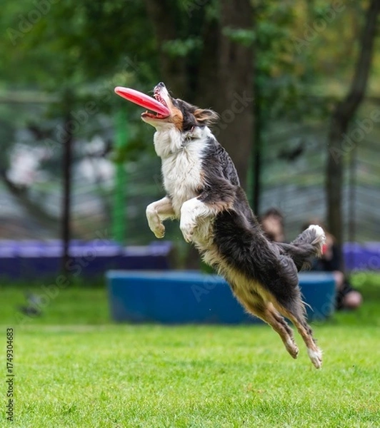 Fototapeta A dog runs and catches a Frisbee