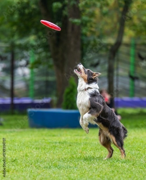 Fototapeta A dog runs and catches a Frisbee