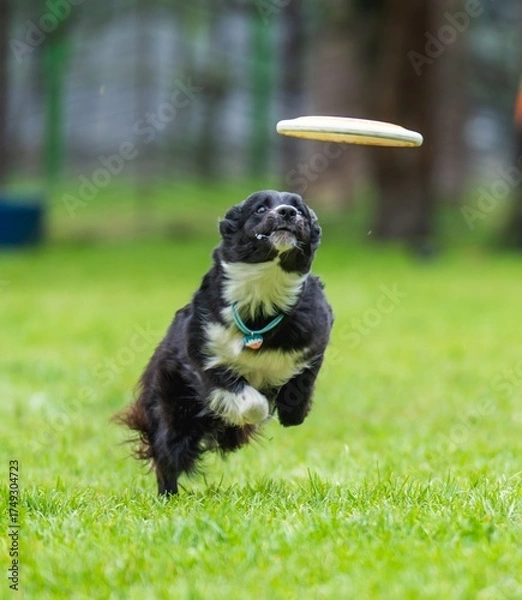 Fototapeta A dog runs and catches a Frisbee