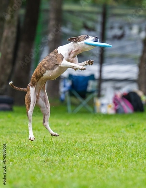 Fototapeta A dog runs and catches a Frisbee