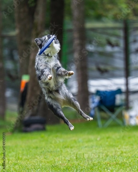 Fototapeta A dog runs and catches a Frisbee
