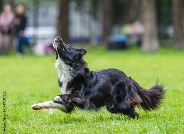 Fototapeta A dog runs and catches a Frisbee