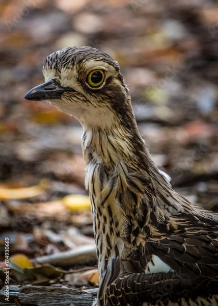 Obraz Curlew
