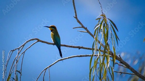 Obraz Parrot on branch