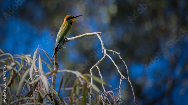 Obraz Parrot on branch