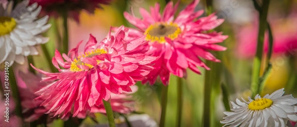 Fototapeta Pink Daisies