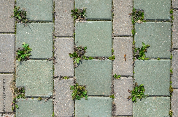Fototapeta Square Grey Concrete Cobblestones with Holes for Grass Top View. Grey Cobblestone Texture. Landscaping Element Background Concept
