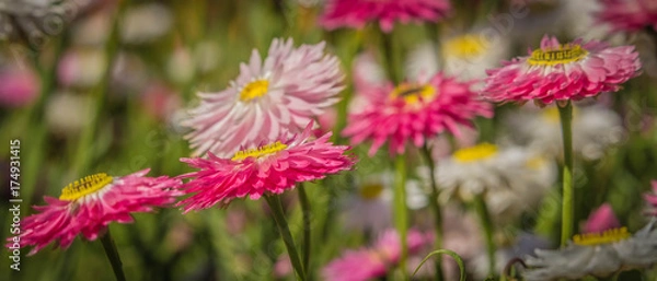 Obraz Pink Daisies